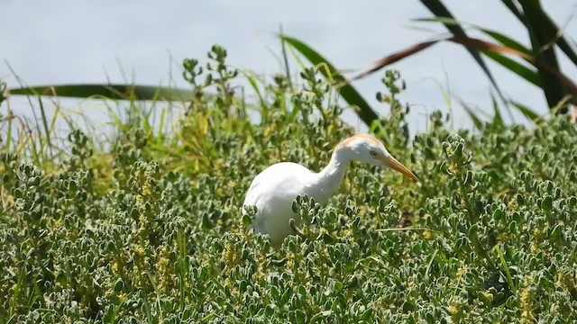 Western Cattle-Egret - ML405342411