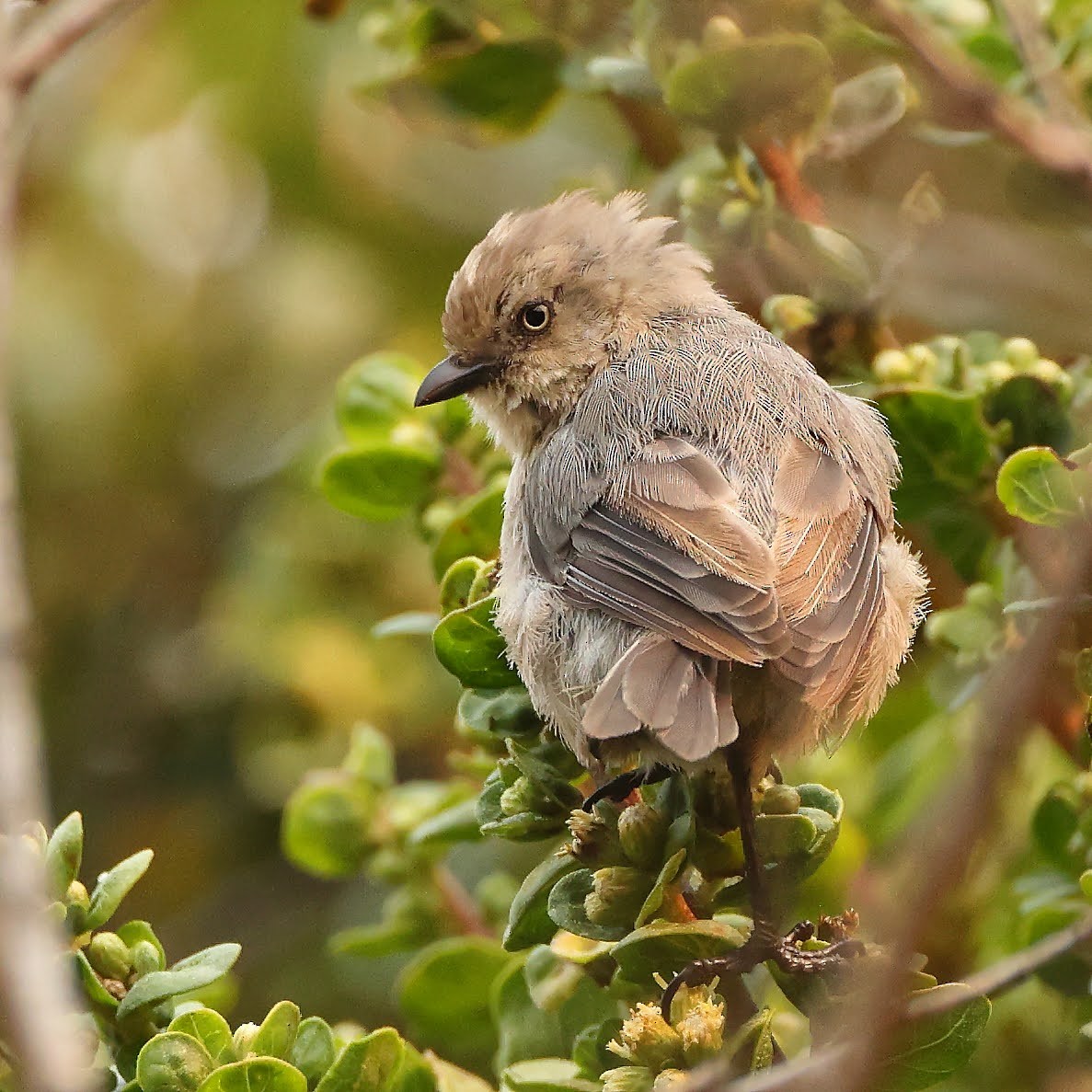 Bushtit - Keith Leland