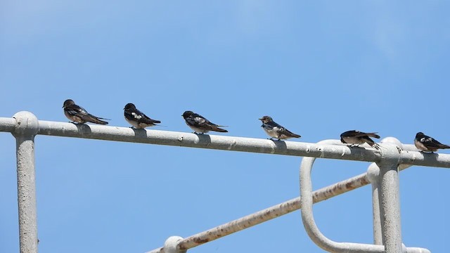 Barn Swallow - ML405342501