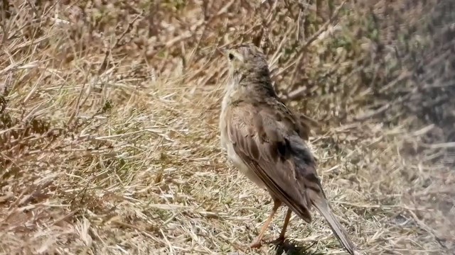 Щеврик рудий - ML405342611