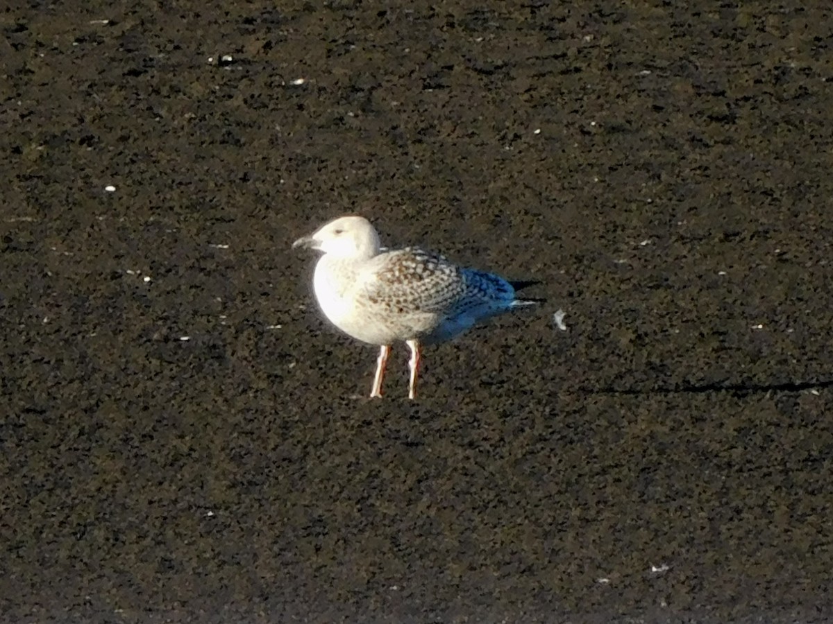 Great Black-backed Gull - Sarah Le