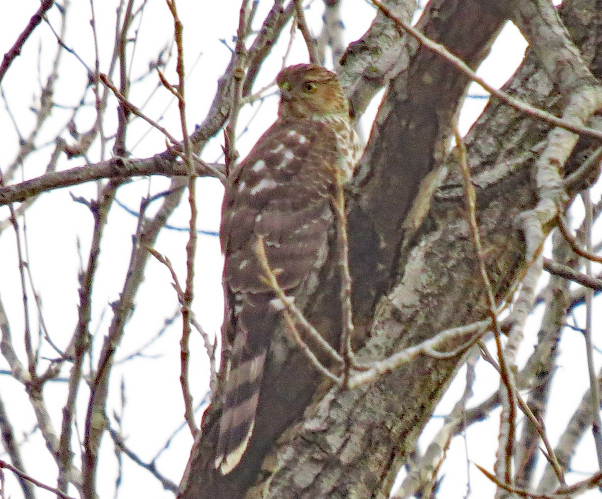 Cooper's Hawk - Don Gorney