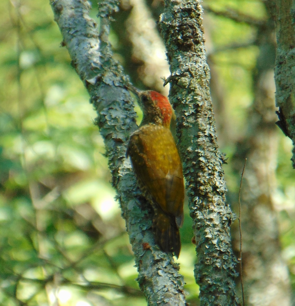 Dot-fronted Woodpecker - ML405345441