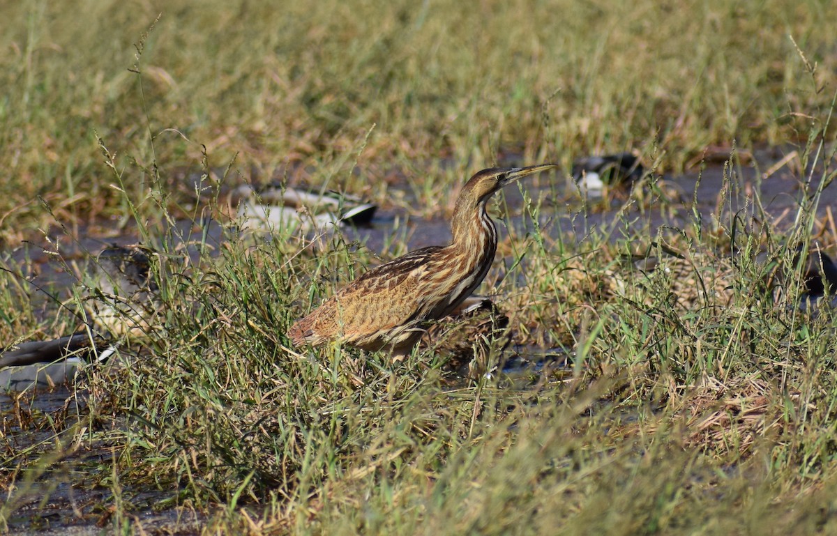 American Bittern - ML405345451