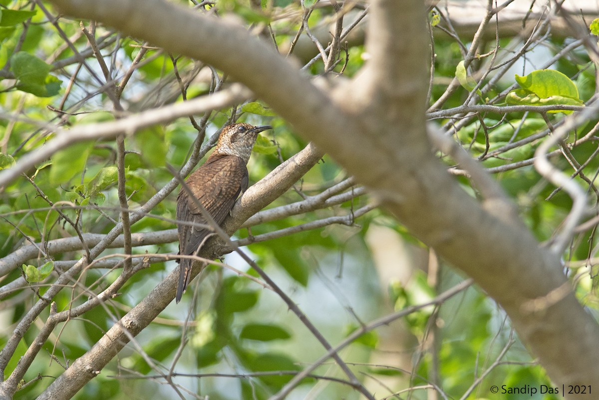 Banded Bay Cuckoo - ML405345681