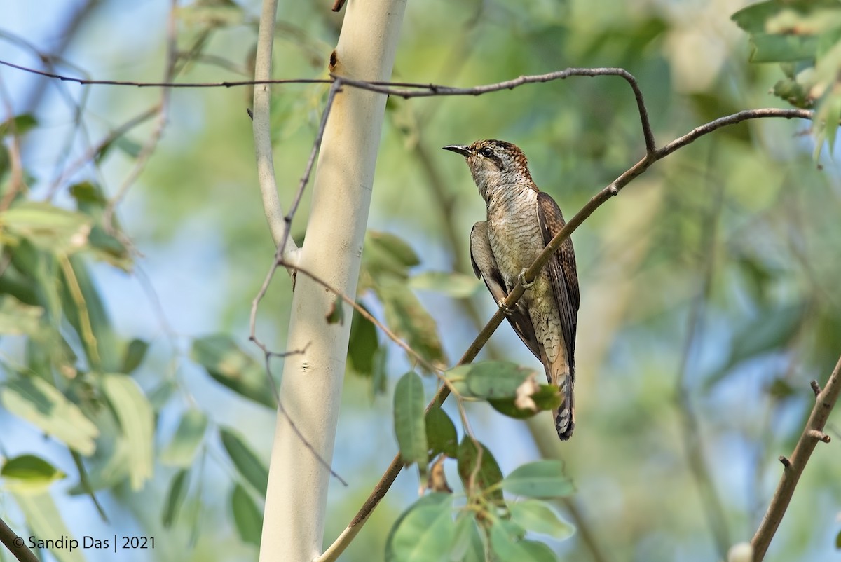 Banded Bay Cuckoo - ML405345691