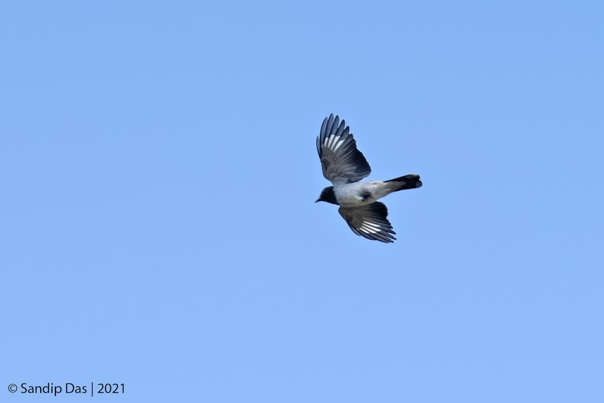 Black-headed Cuckooshrike - ML405346451