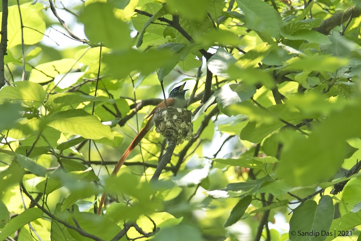 Indian Paradise-Flycatcher - ML405346601