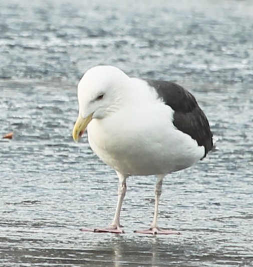 Great Black-backed Gull - sicloot