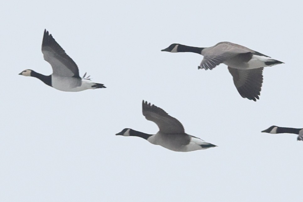 Barnacle Goose - ML405348931