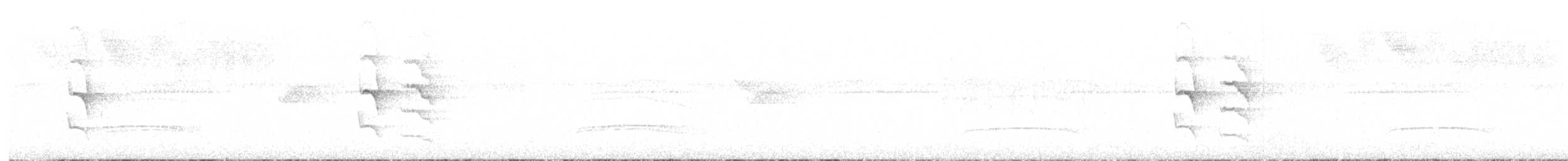 Weißflanken-Ameisenschlüpfer - ML405353001