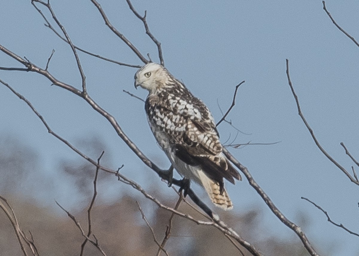 Red-tailed Hawk (Krider's) - Michael Linz