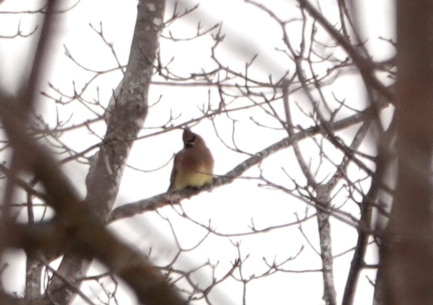 Cedar Waxwing - ML405353321