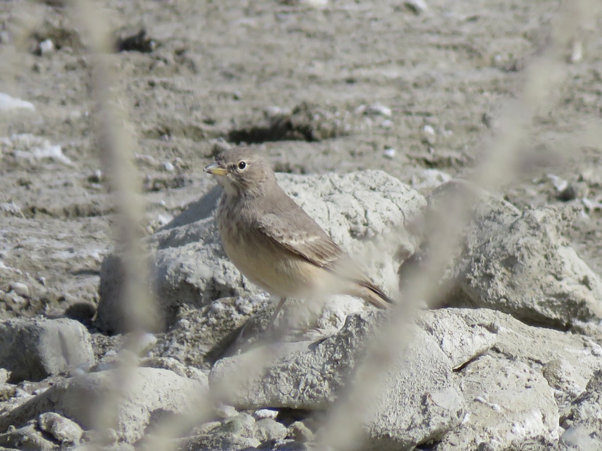 Desert Lark - Mitra Daneshvar