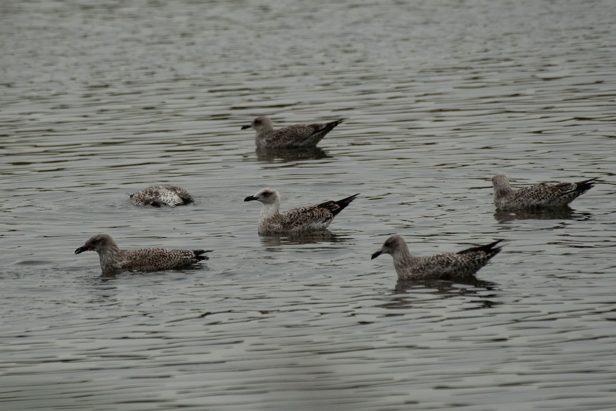 Yellow-legged Gull - Anand ramesh