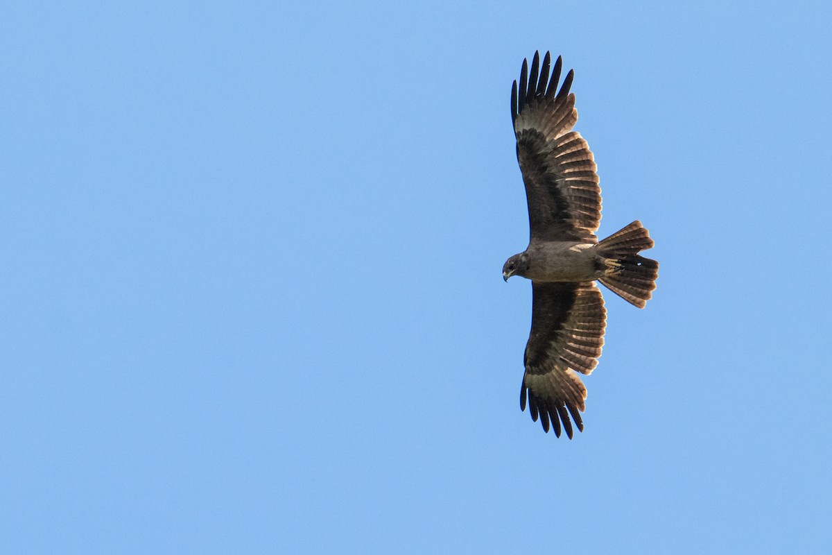 Wahlberg's Eagle - ML405353721