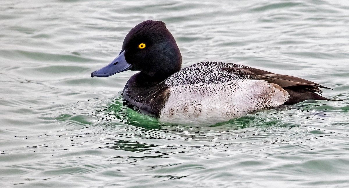 Lesser Scaup - ML405354561