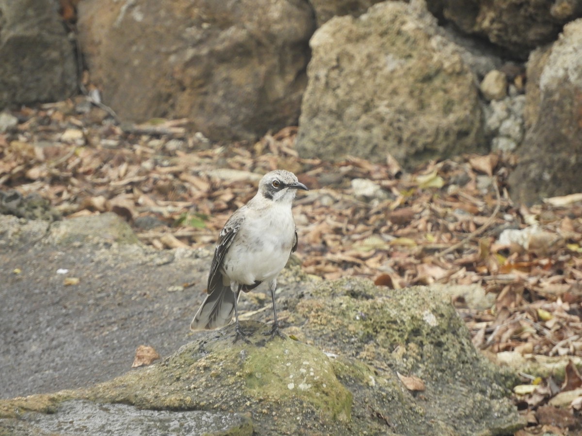 San Cristobal Mockingbird - ML405354641