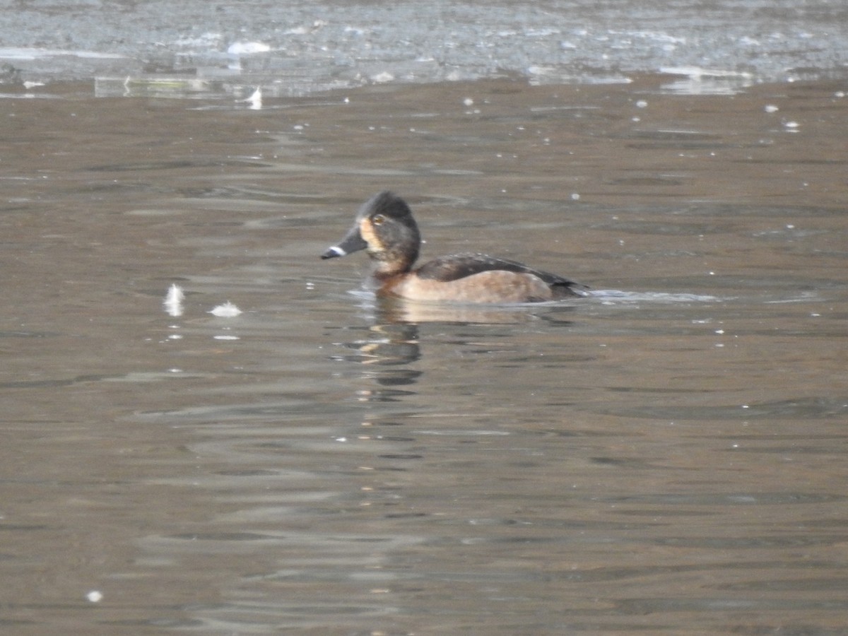 Ring-necked Duck - ML405354721