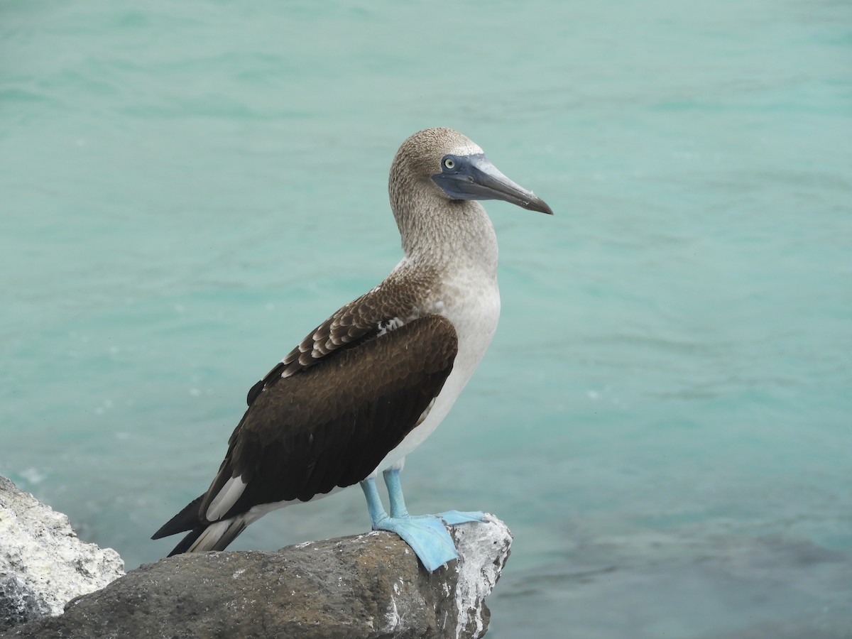 Blue-footed Booby - ML405355071