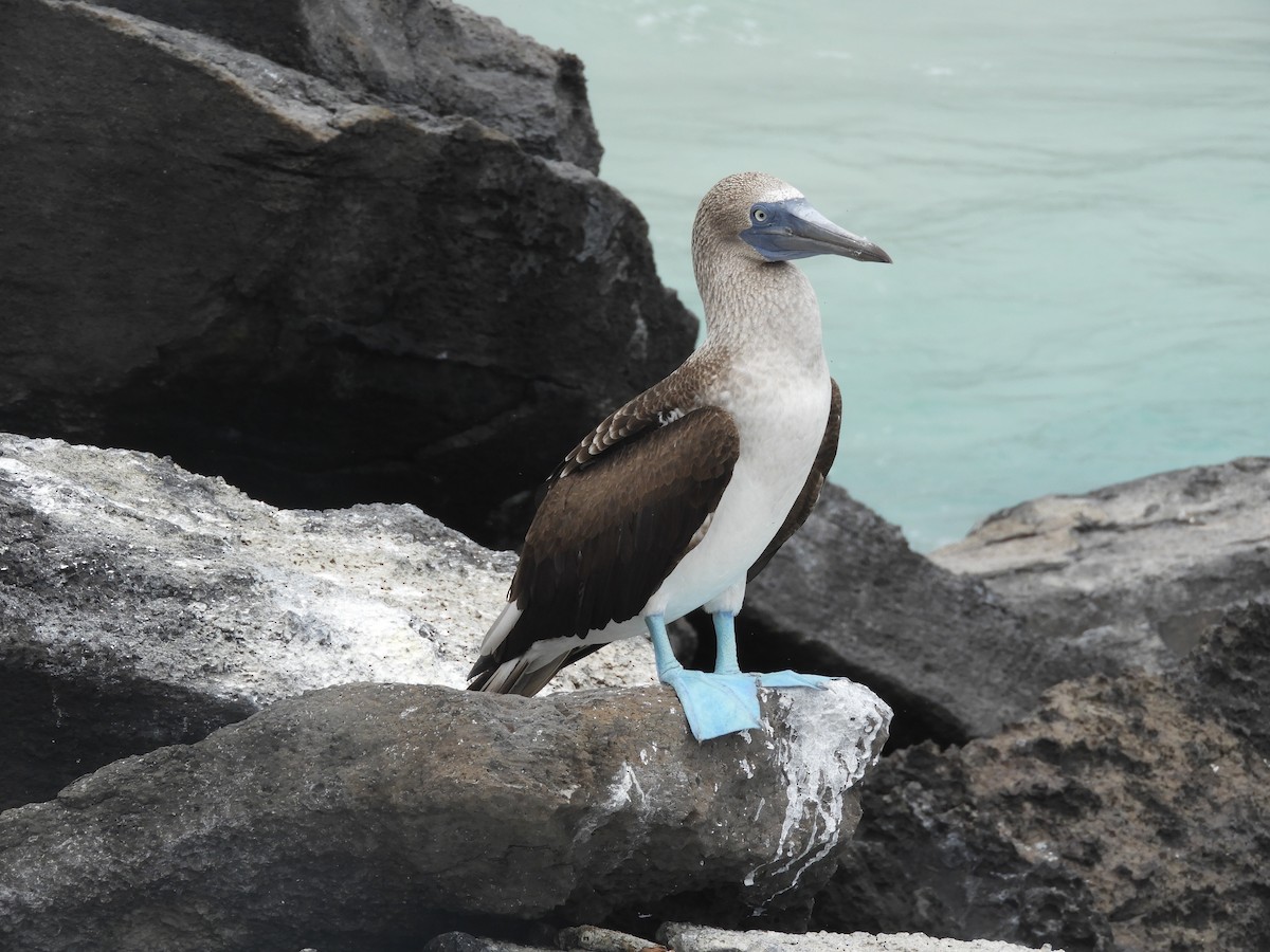 Blue-footed Booby - ML405355081