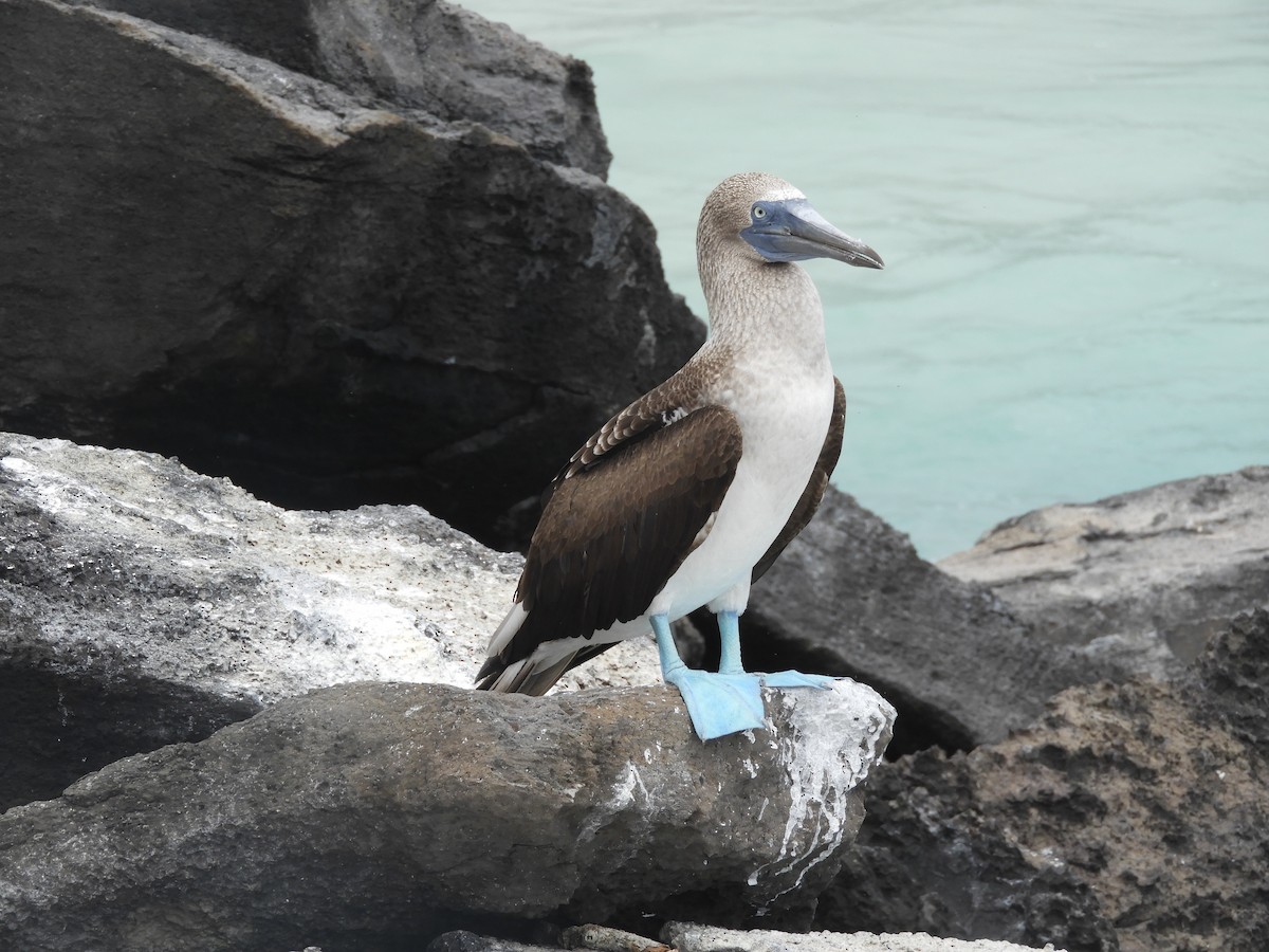 Blue-footed Booby - ML405355151