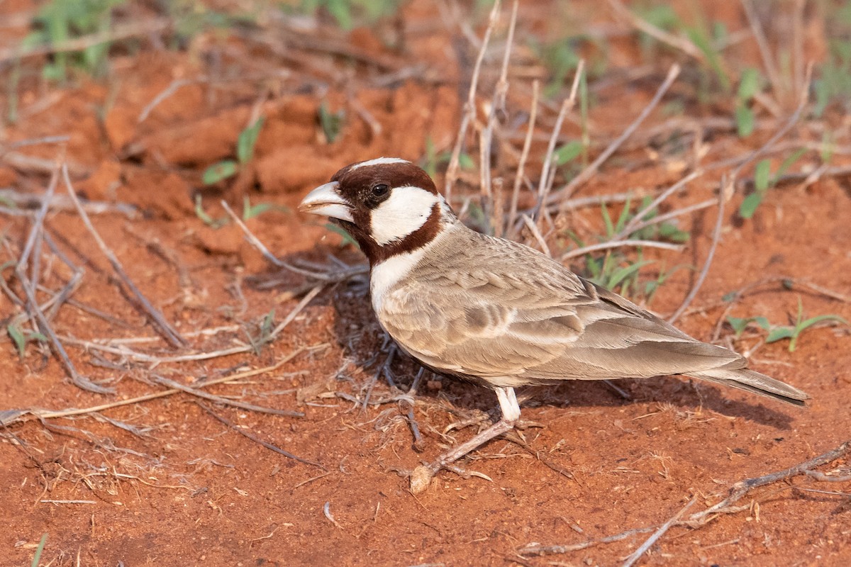 Chestnut-headed Sparrow-Lark - Peter  Steward