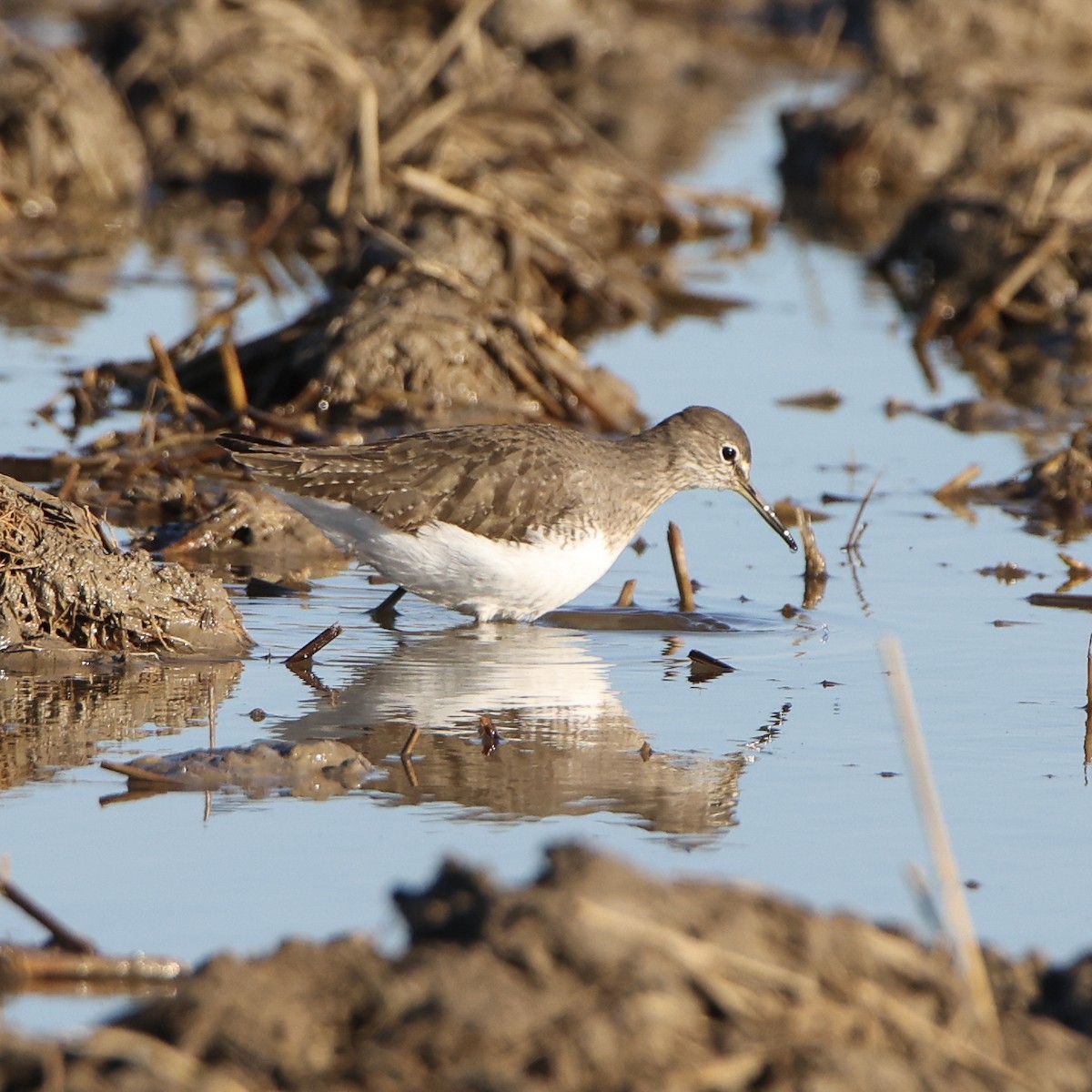 Green Sandpiper - ML405356241