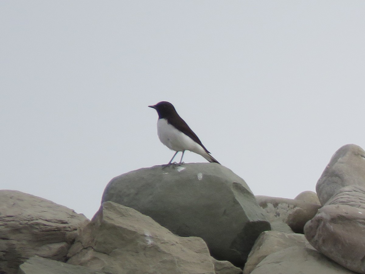 Hume's Wheatear - ML405356251