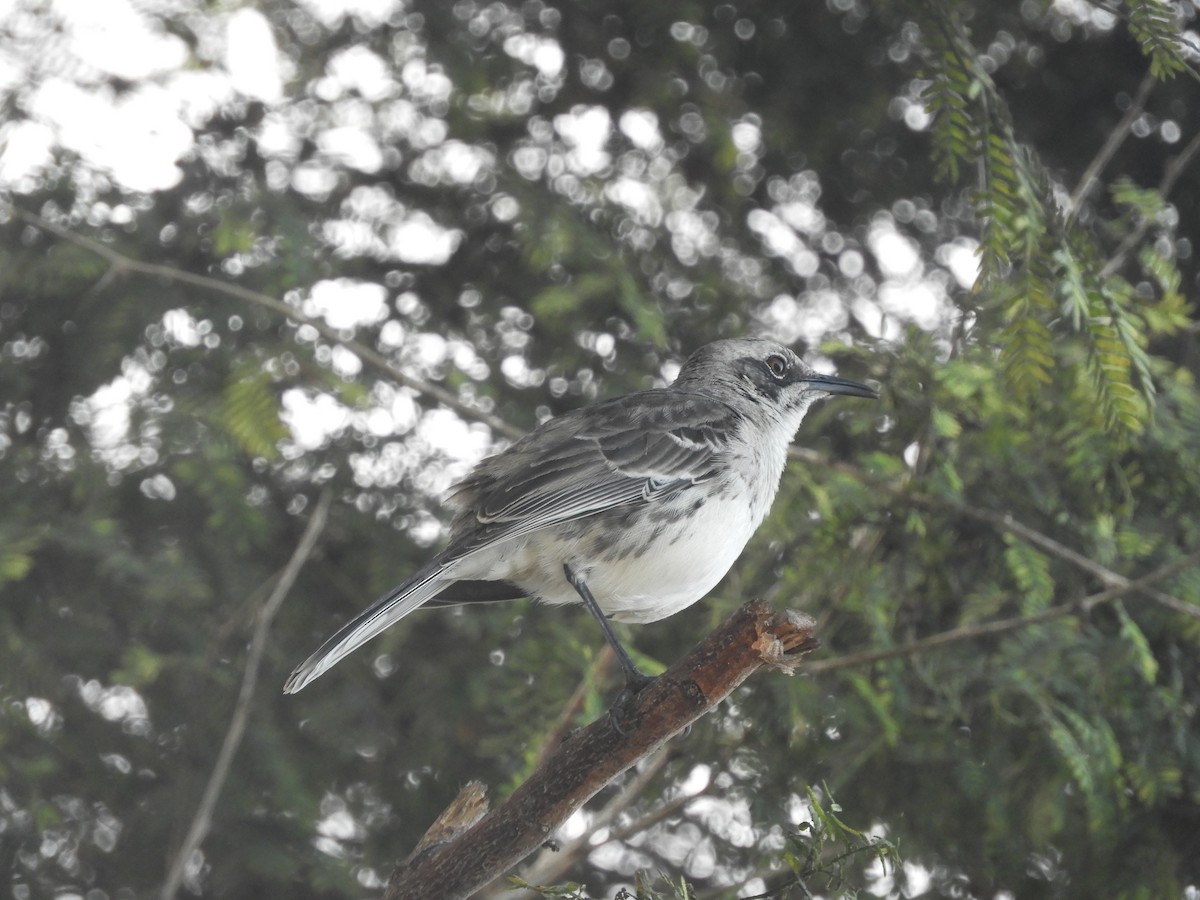 San Cristobal Mockingbird - ML405356531