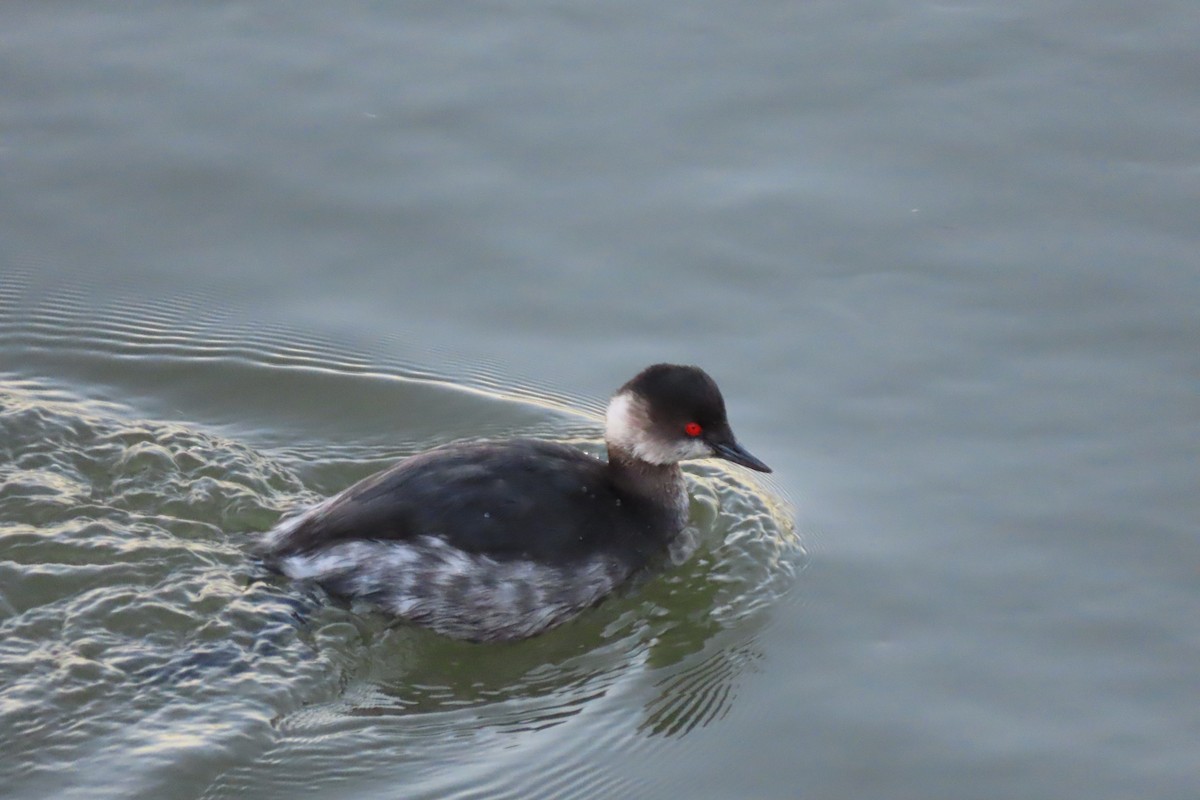 Eared Grebe - ML405356561