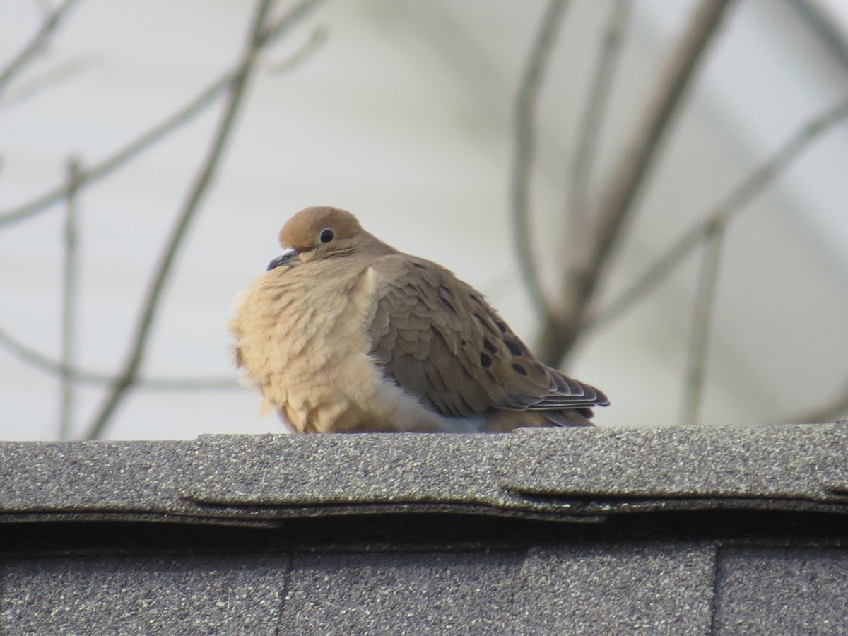 Mourning Dove - ML405356831