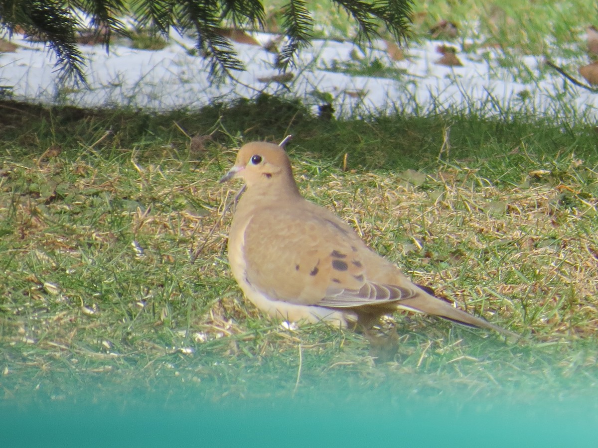 Mourning Dove - Ethan Maynard