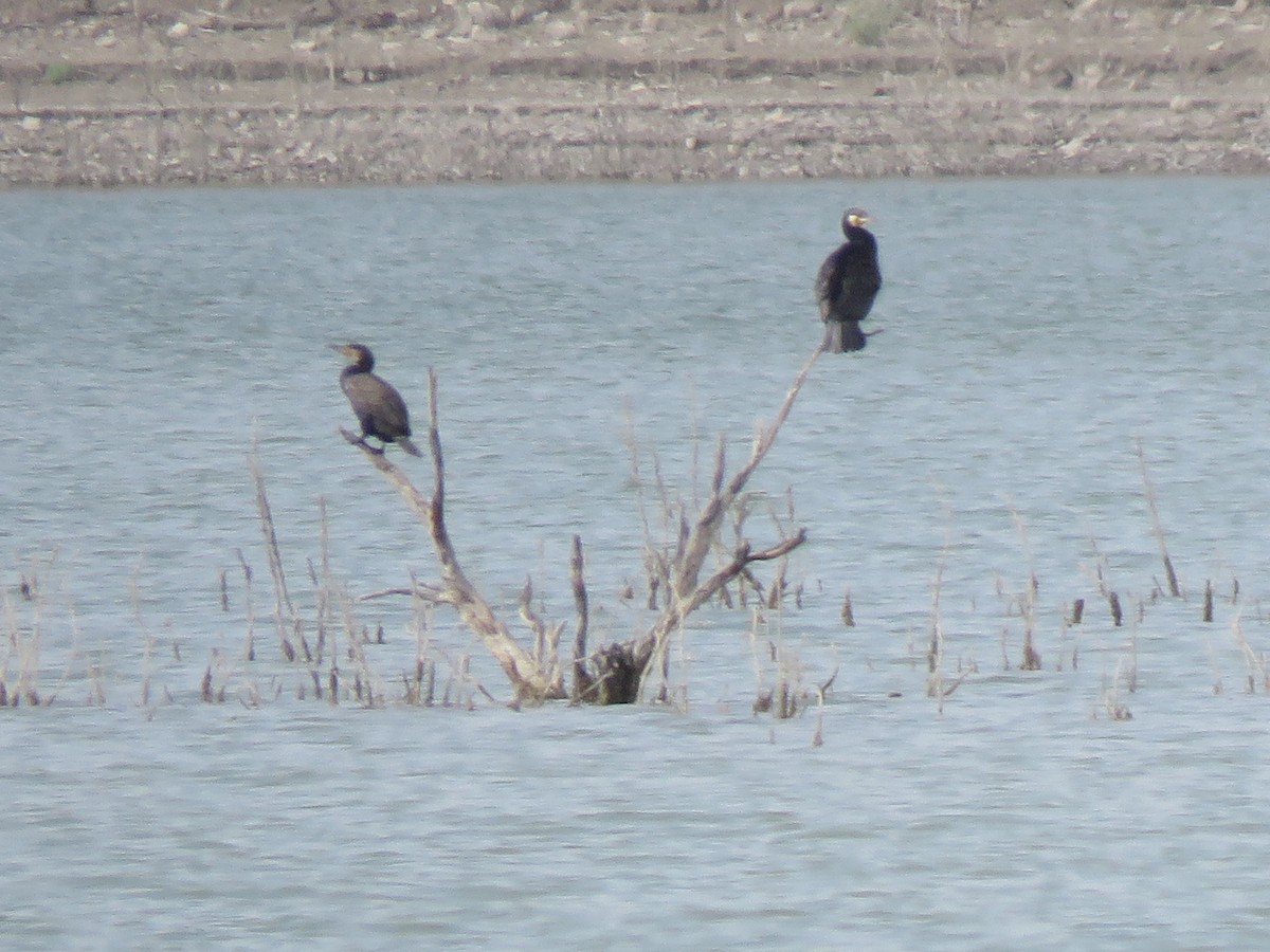 Great Cormorant - ML405357081