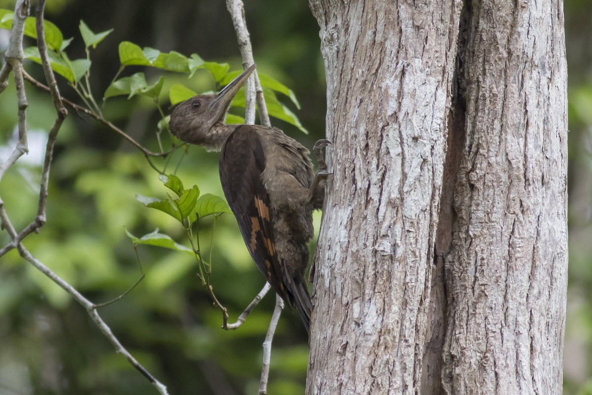 Orange-backed Woodpecker - Michael Todd