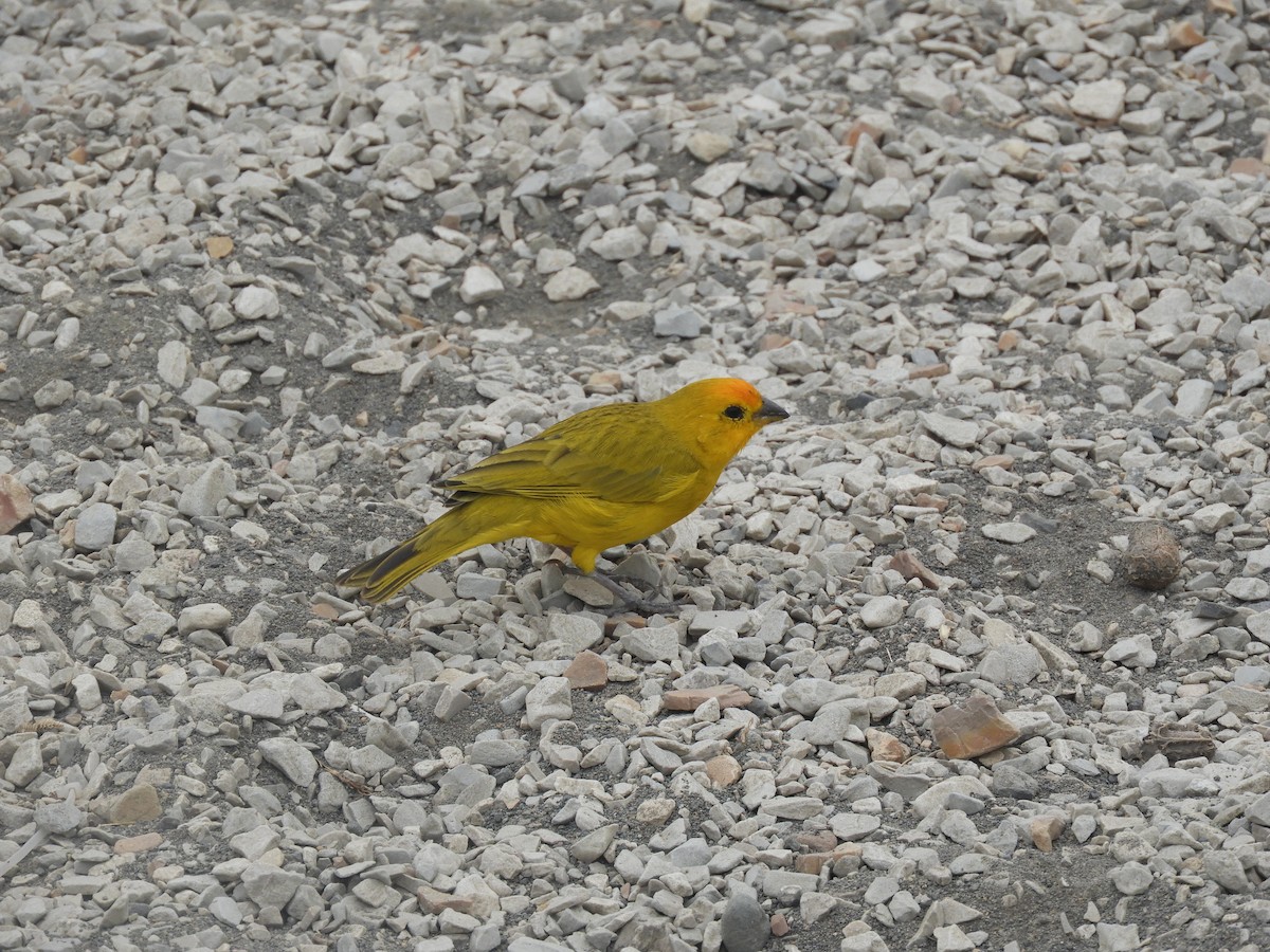 Saffron Finch (Saffron) - ML405358311