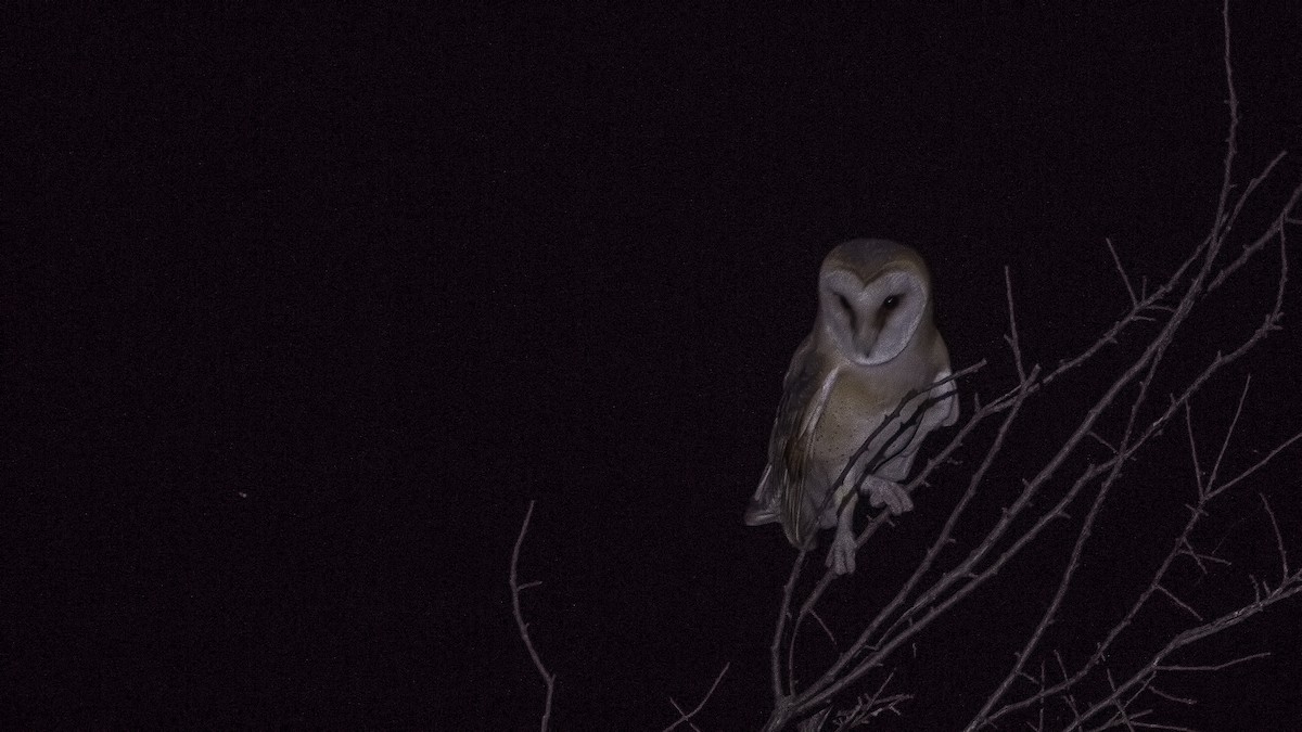 Barn Owl - ML40535871