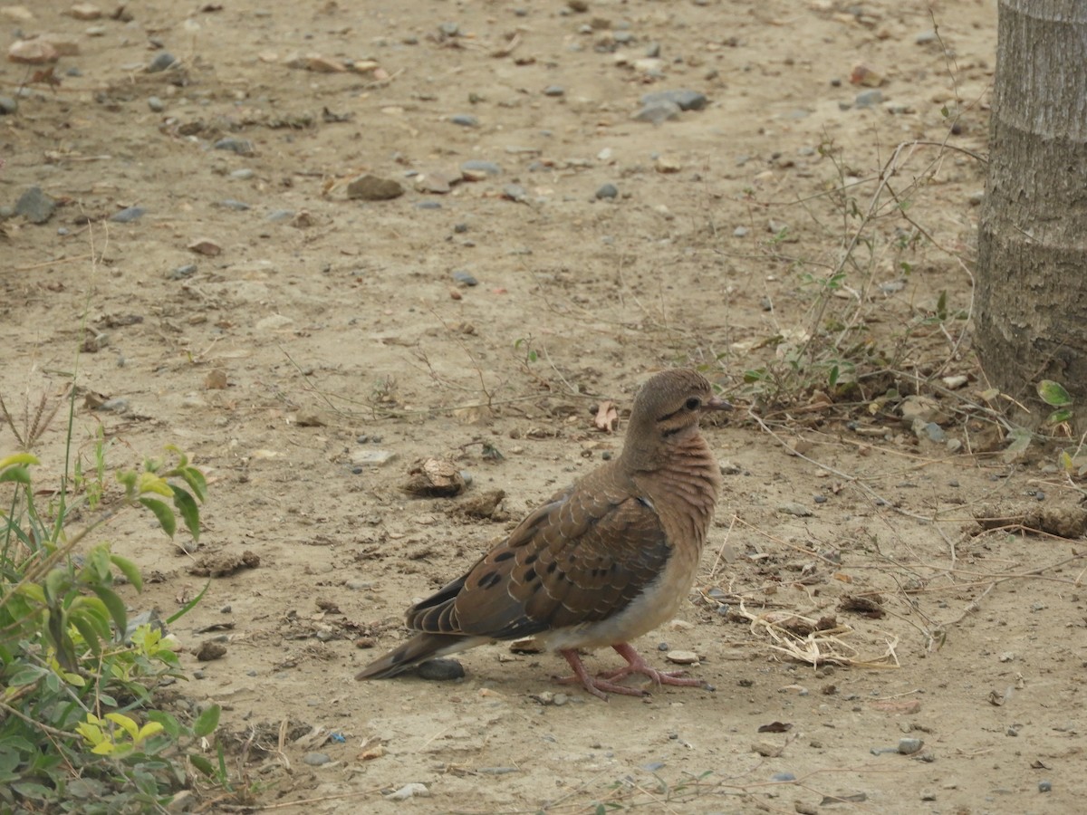 Ecuadorian Ground Dove - ML405358801