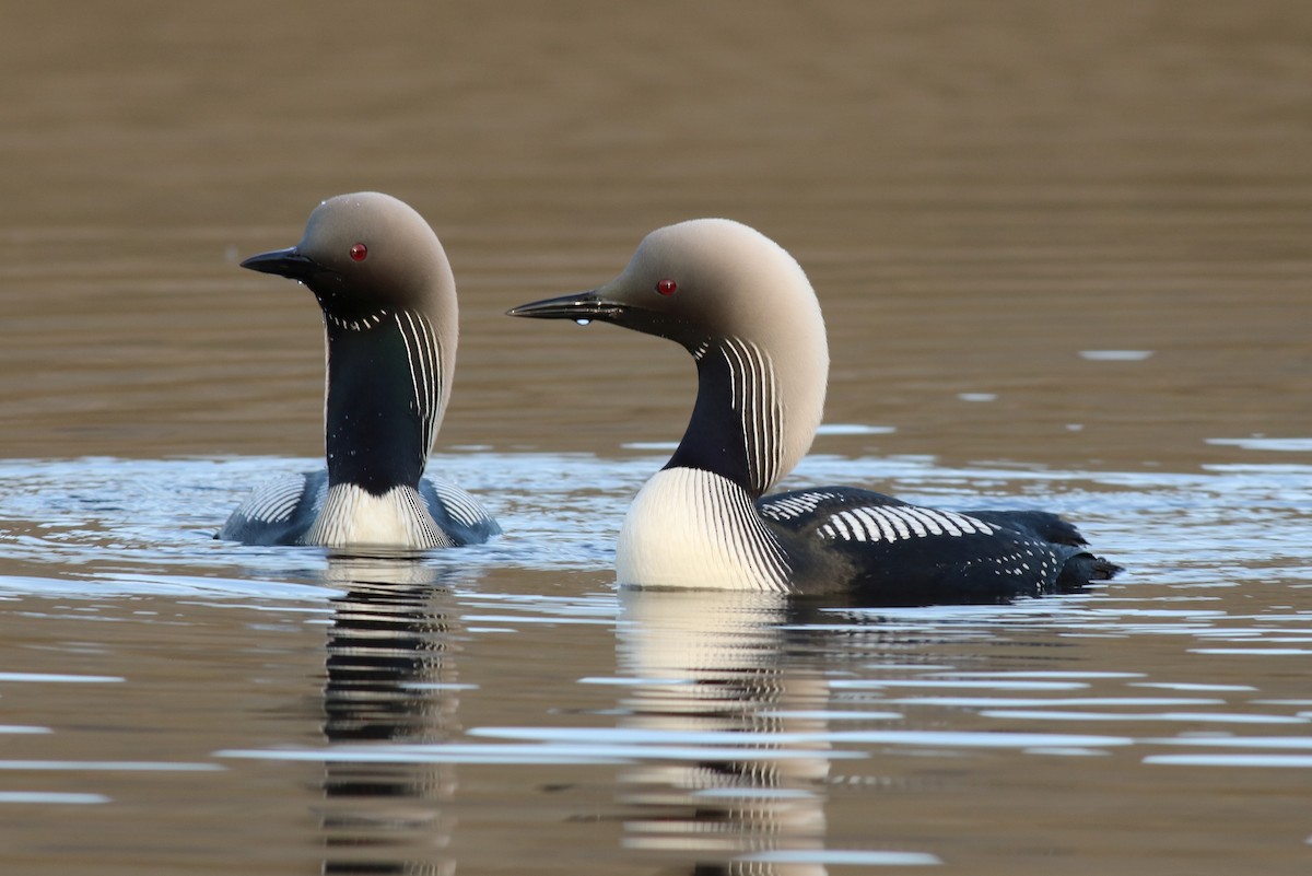 Pacific Loon - Christian Marcotte