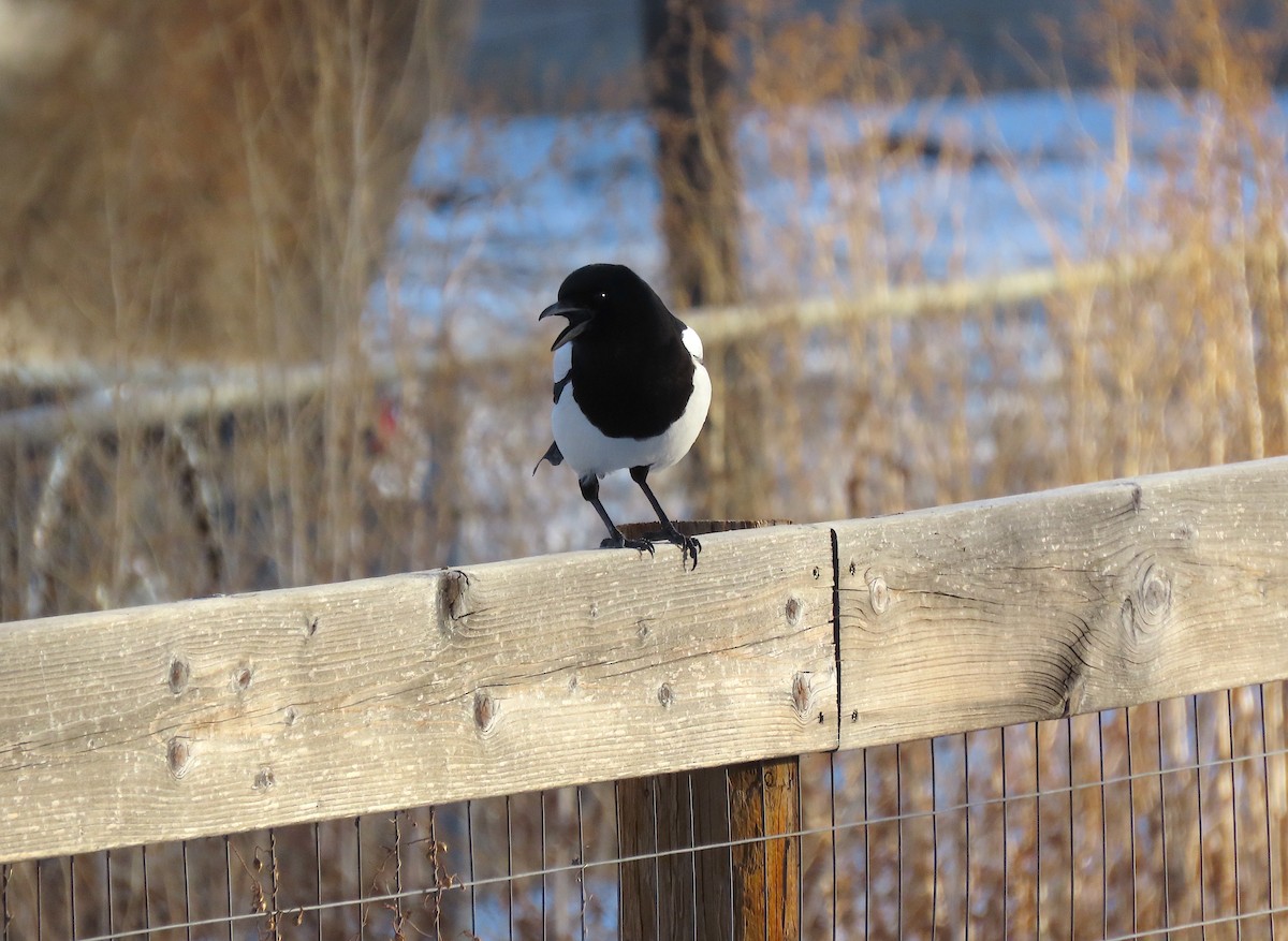 Black-billed Magpie - ML405359361