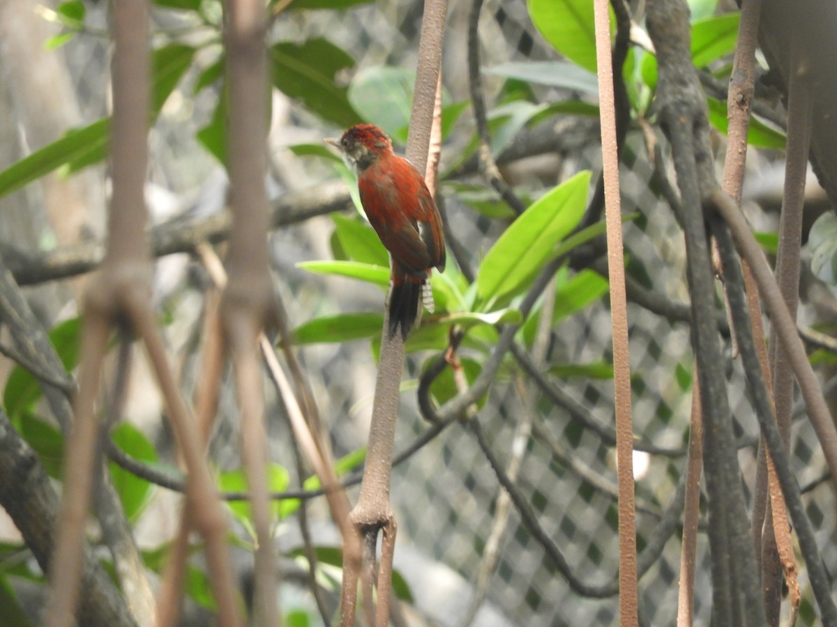 Scarlet-backed Woodpecker - ML405359371