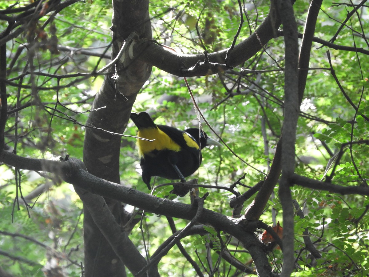 Yellow-rumped Cacique (Western) - ML405359561