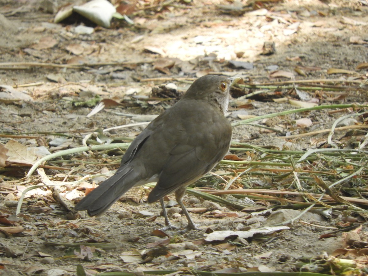 Ecuadorian Thrush - ML405359761