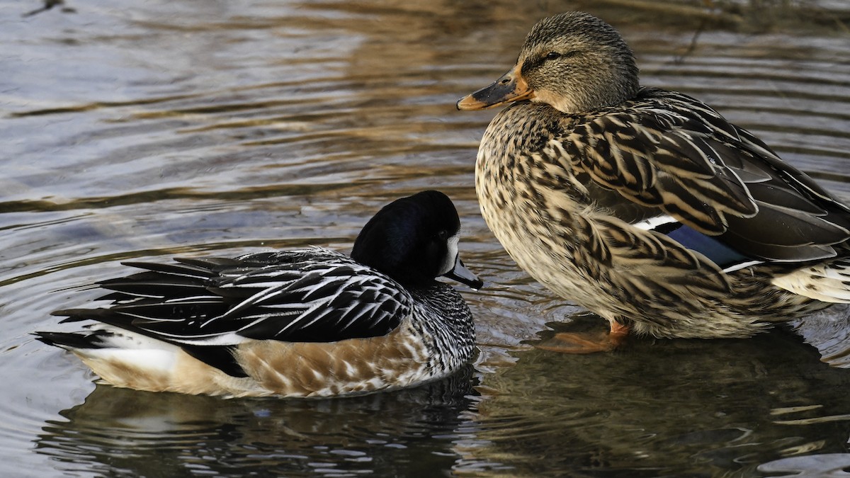 Chiloe Wigeon - ML405360661