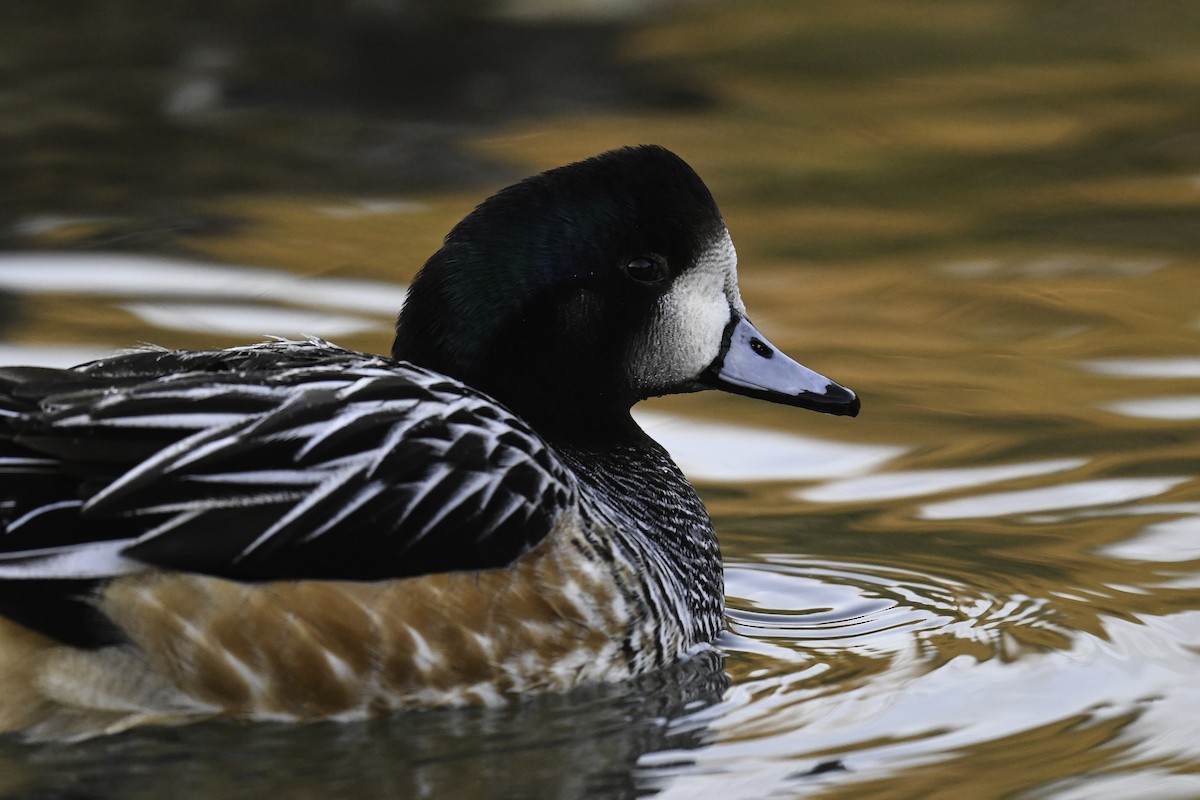 Chiloe Wigeon - ML405360941