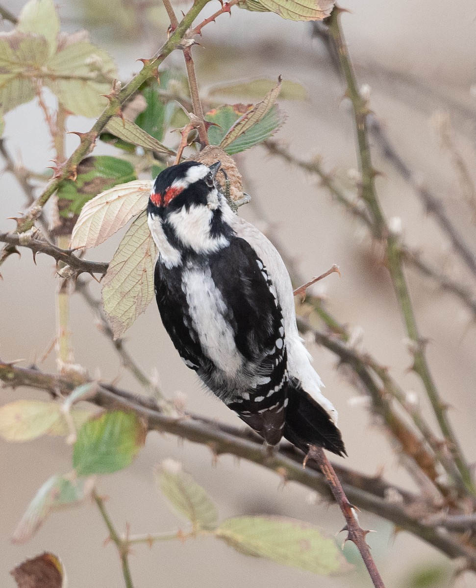 Downy Woodpecker - ML405361341
