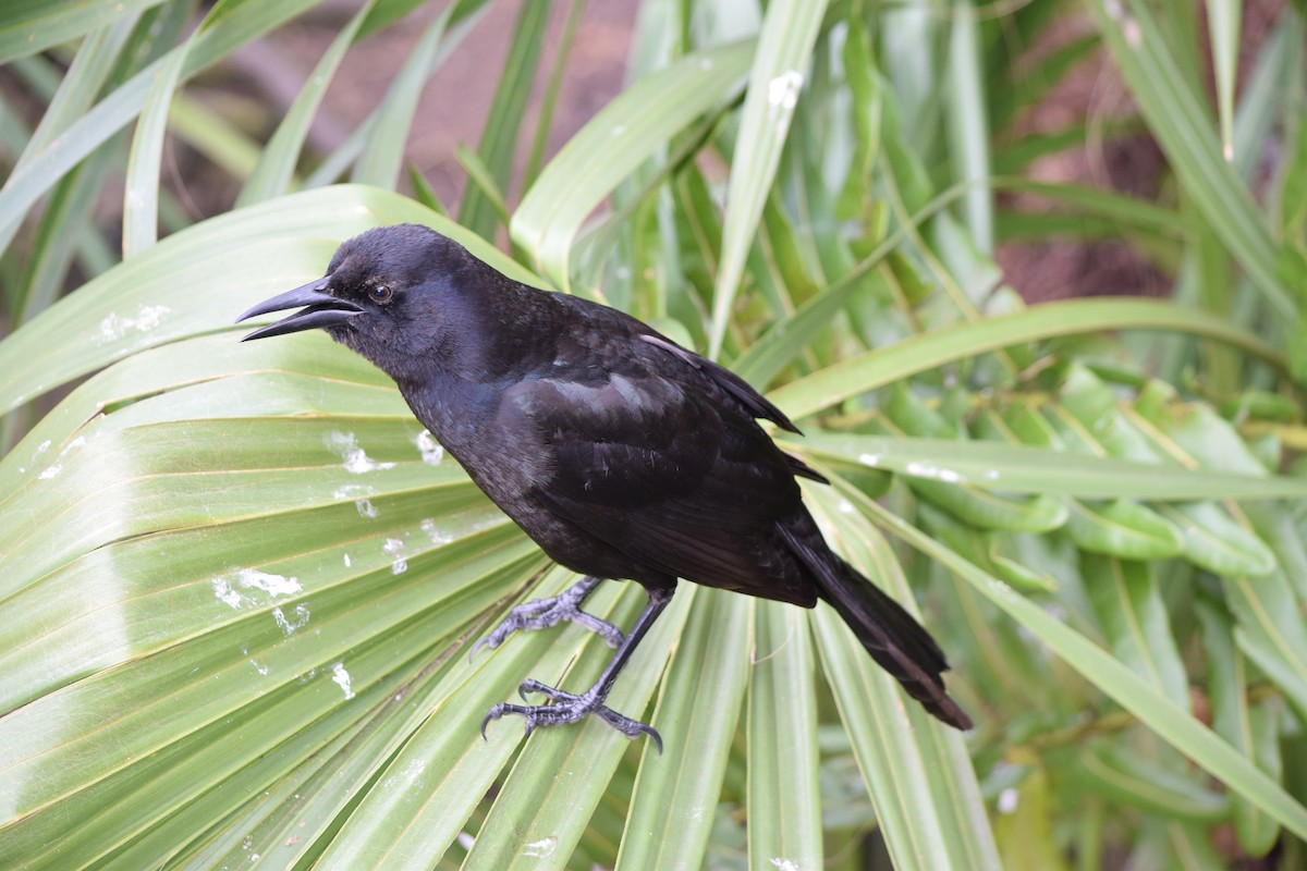Boat-tailed Grackle - ML405361711