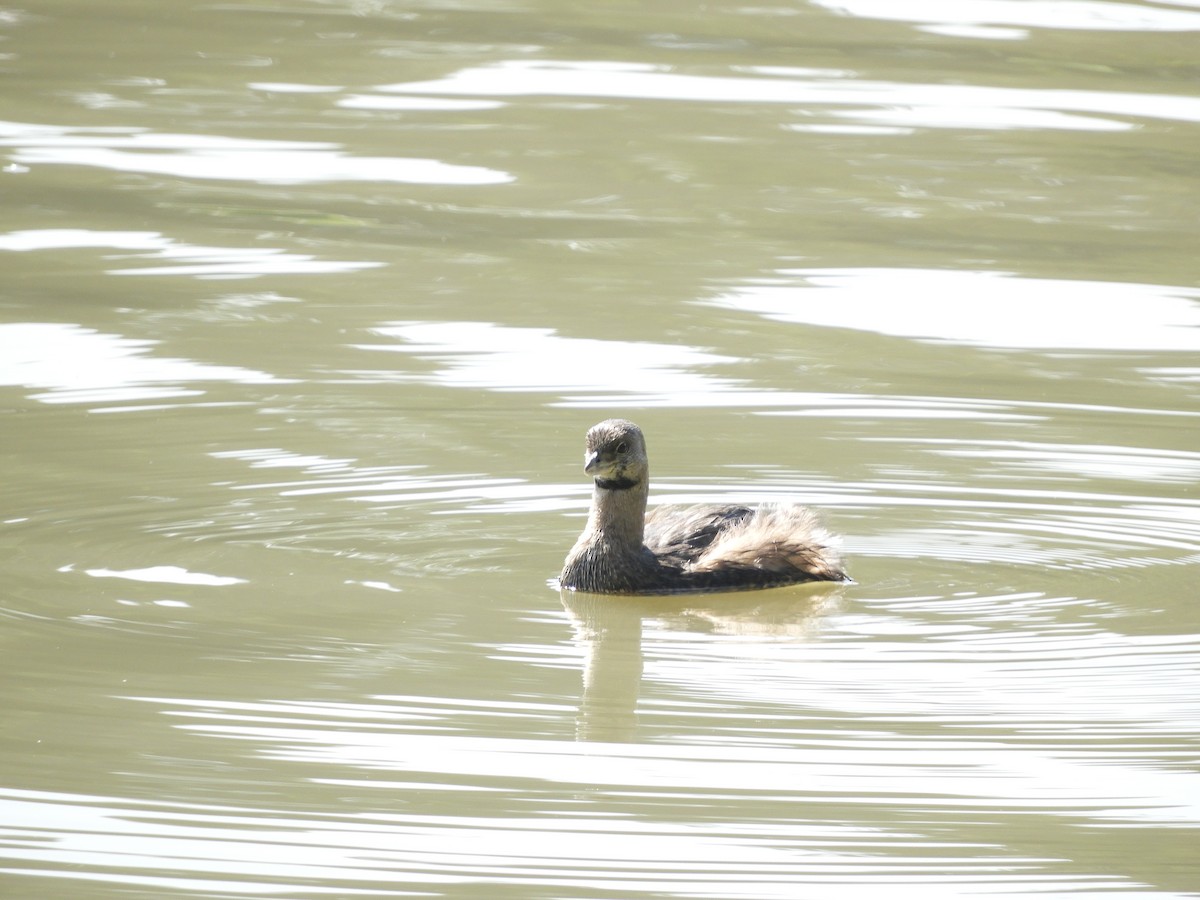 Pied-billed Grebe - ML405361721