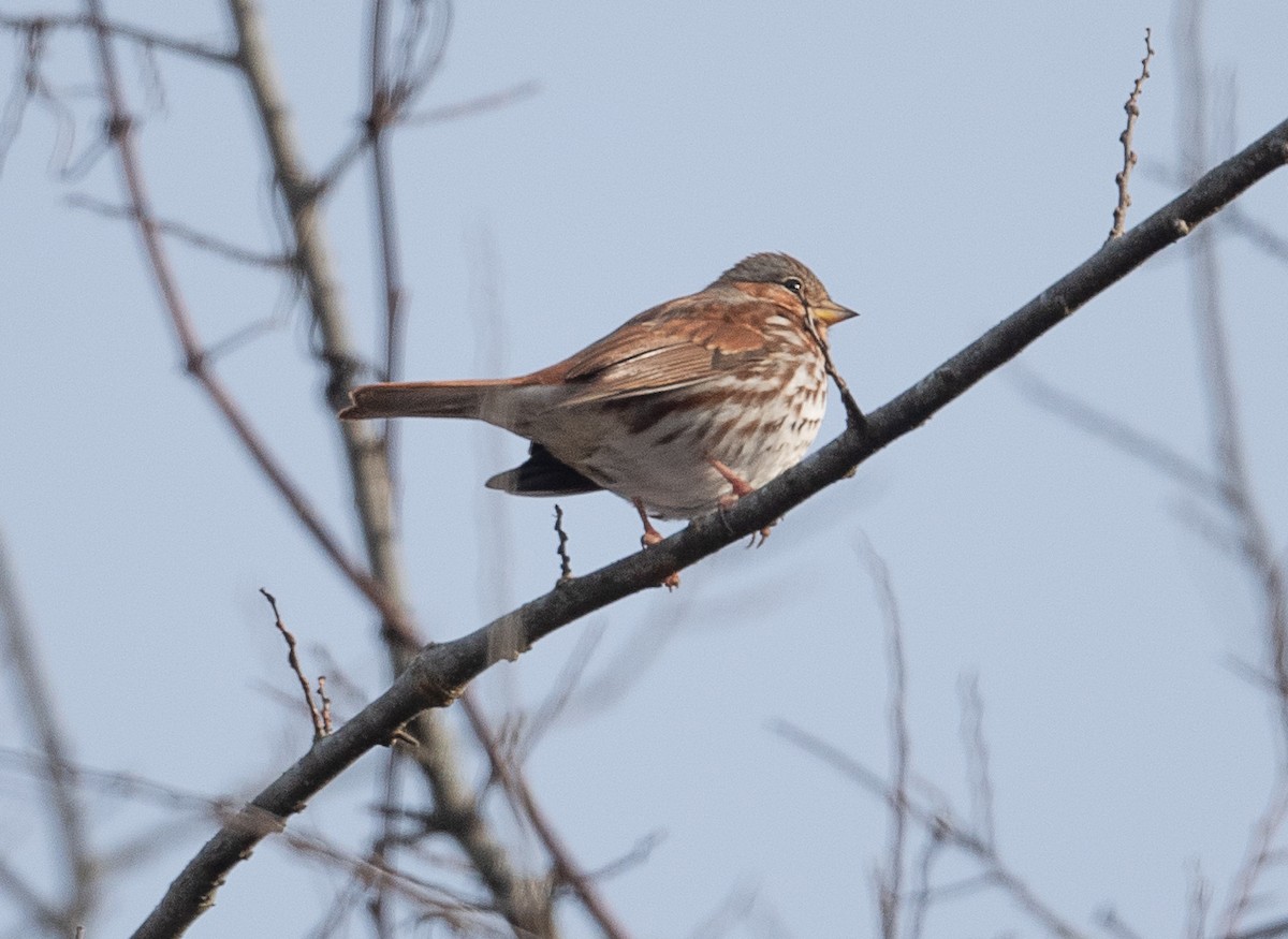 Fox Sparrow - ML405361751