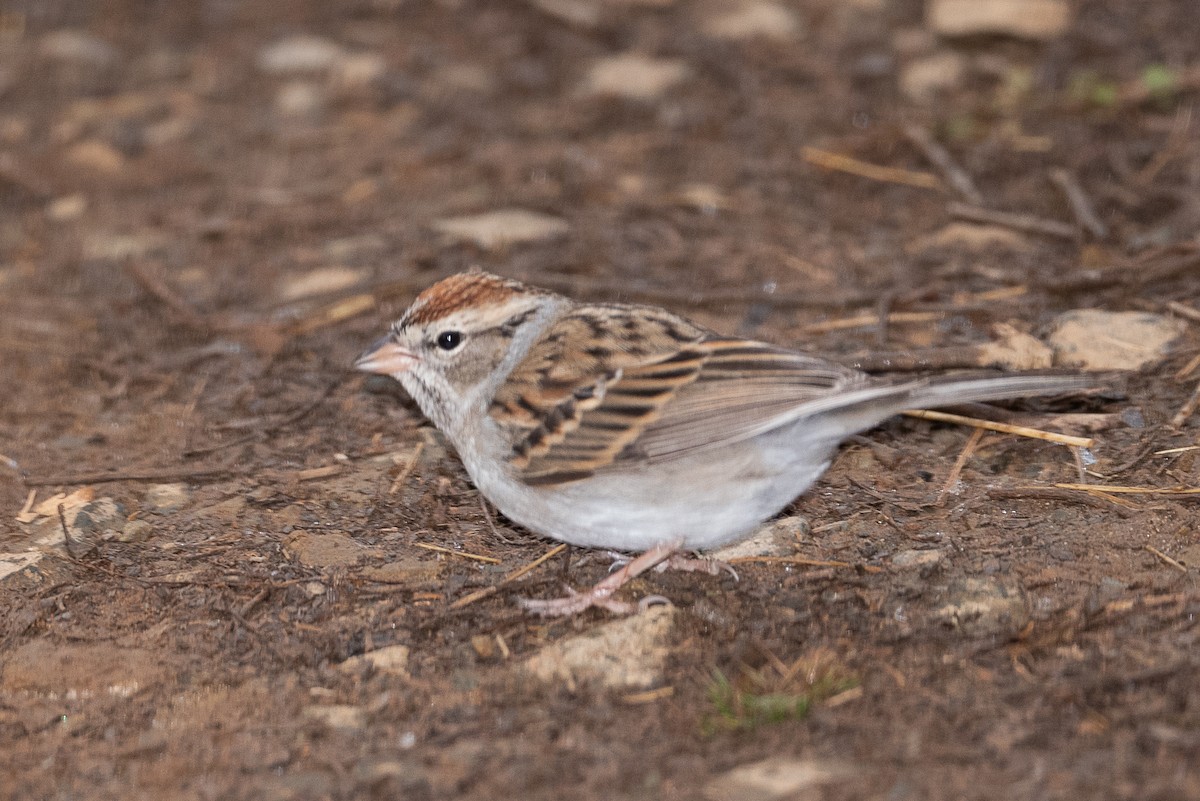 Chipping Sparrow - ML405361761